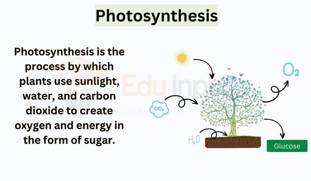 PhotosynthesisProcess, Factors, Formula, Adaptations