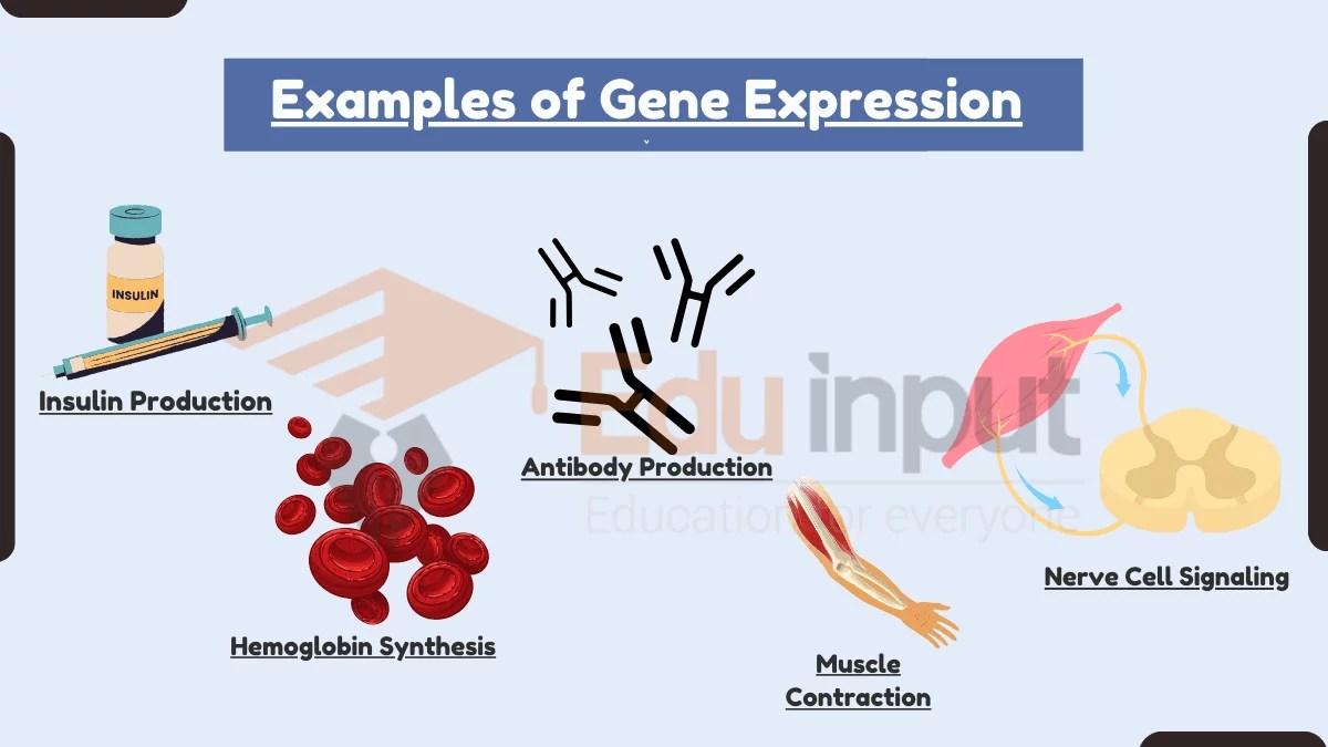 10 Examples of Gene Expression