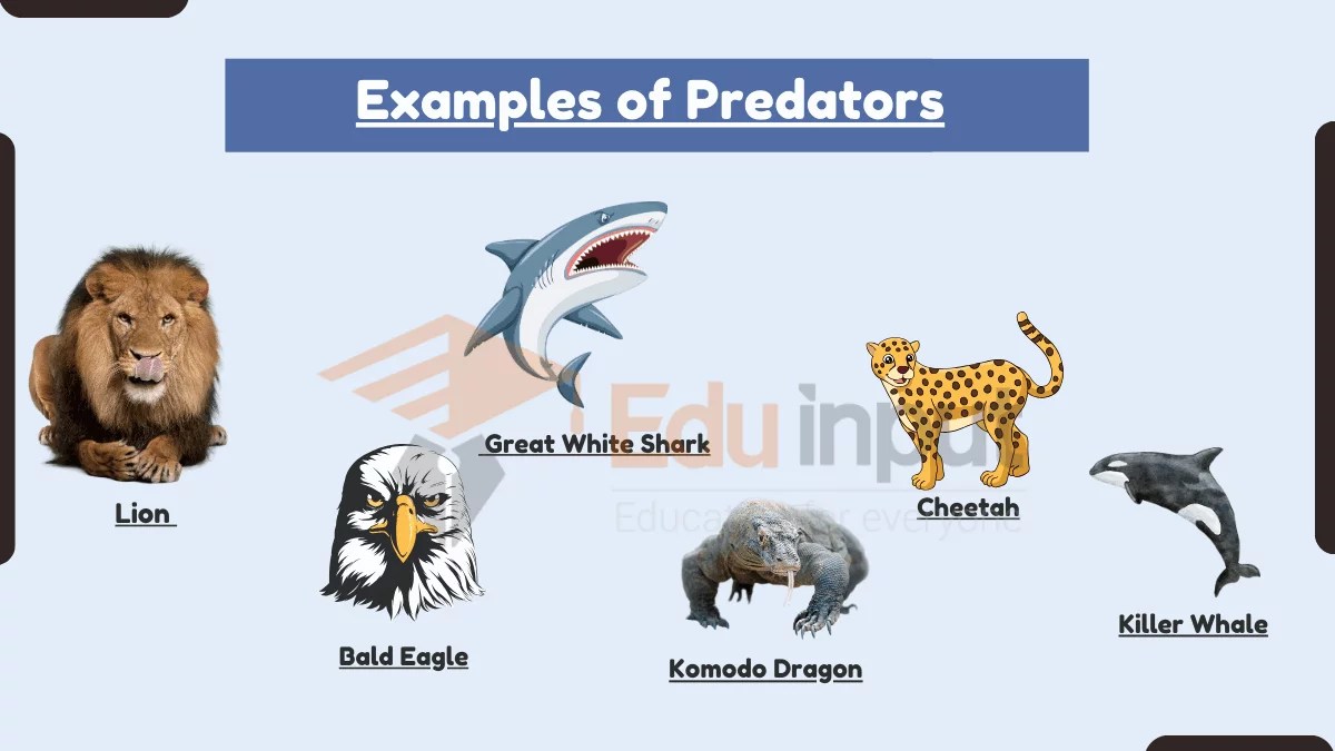 20 Examples of Predators