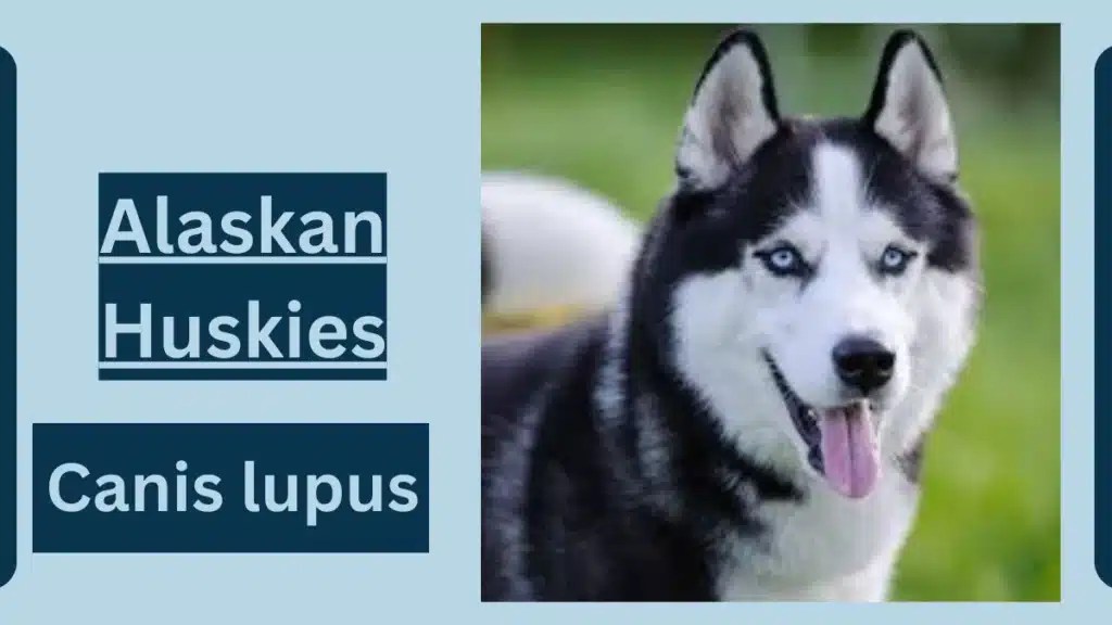Alaskan Huskies Animal Facts