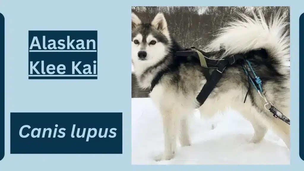 Alaskan Klee Kai Animal Facts