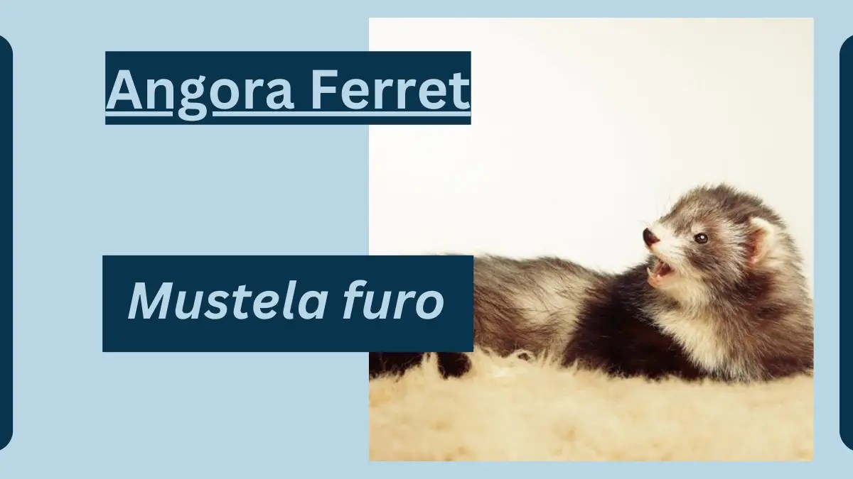 Angora Ferret Animal Facts Mustela furo