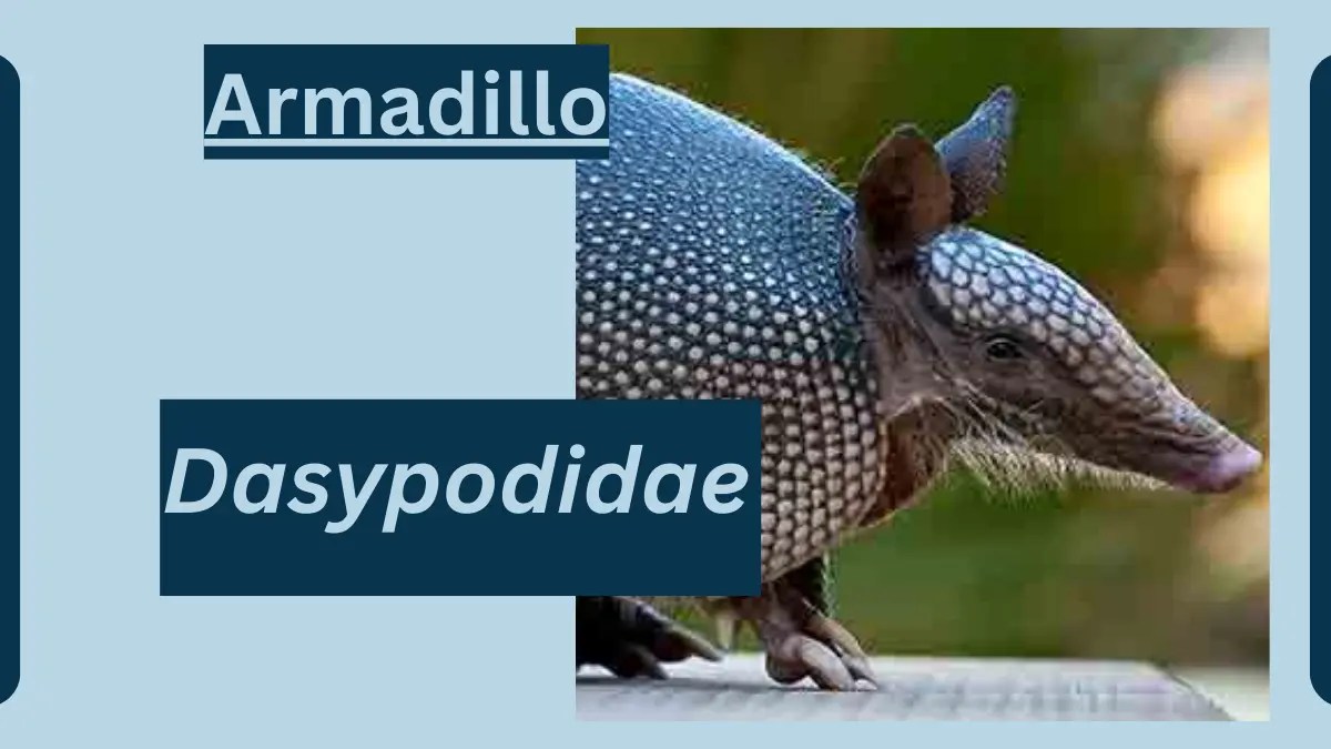 Armadillo Animal Facts