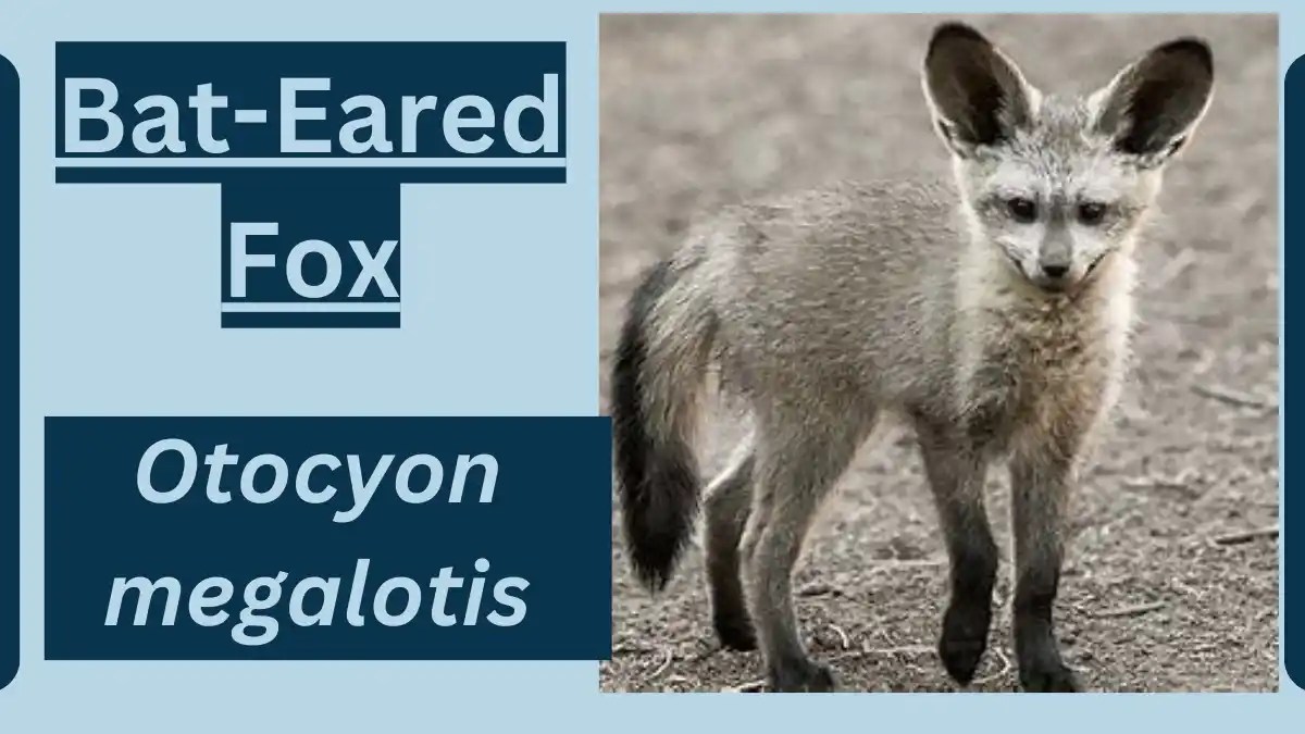 BatEared Fox Animal Facts Otocyon megalotis