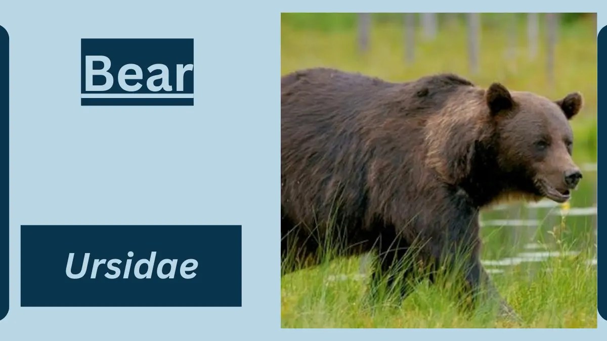 Bear Animal Facts Ursidae