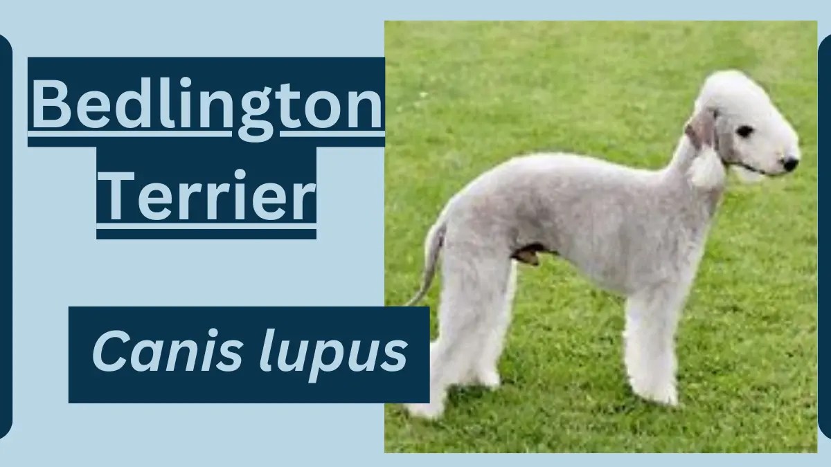 Bedlington Terrier Animal Facts