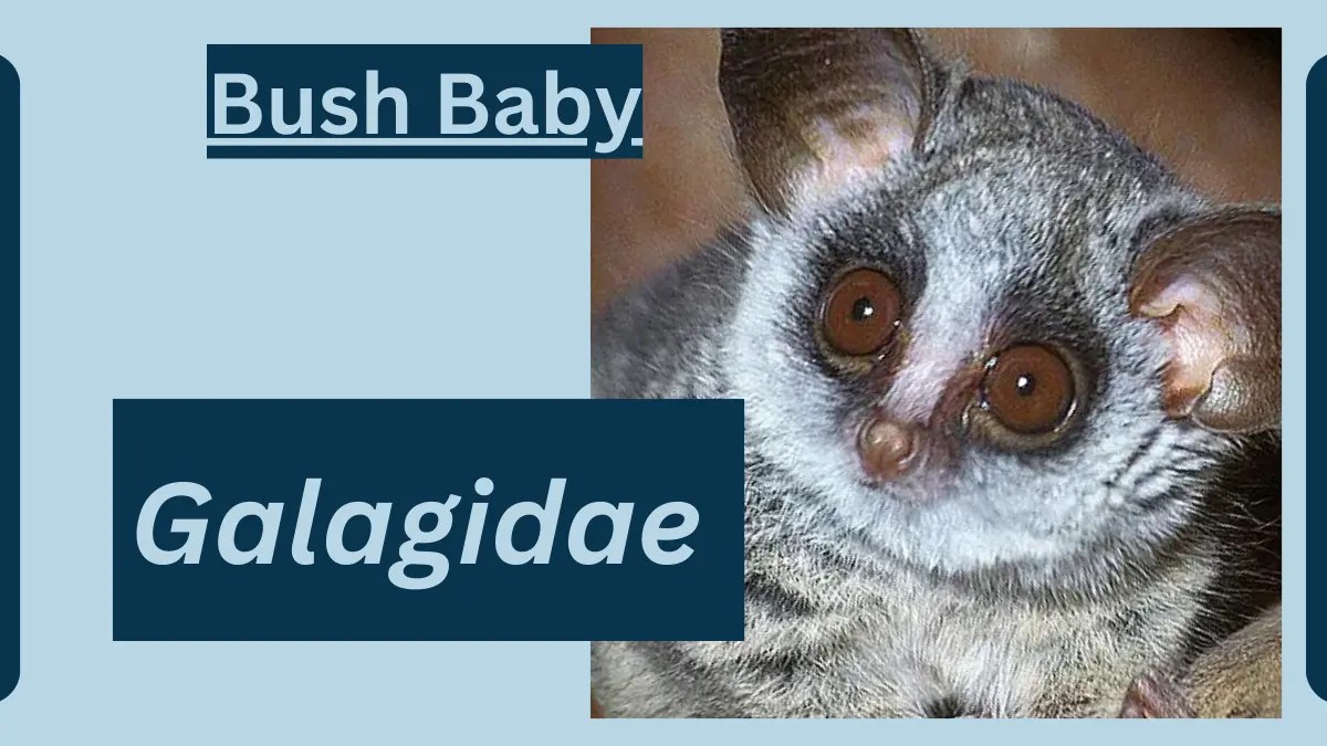 Bush Baby Animal Facts Galagidae