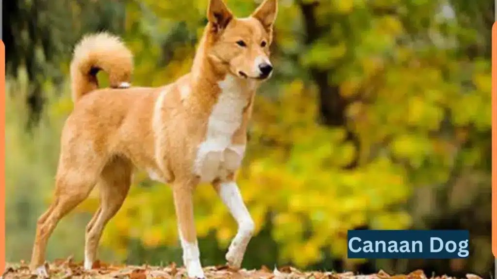 Canaan Dog Complete Guidance