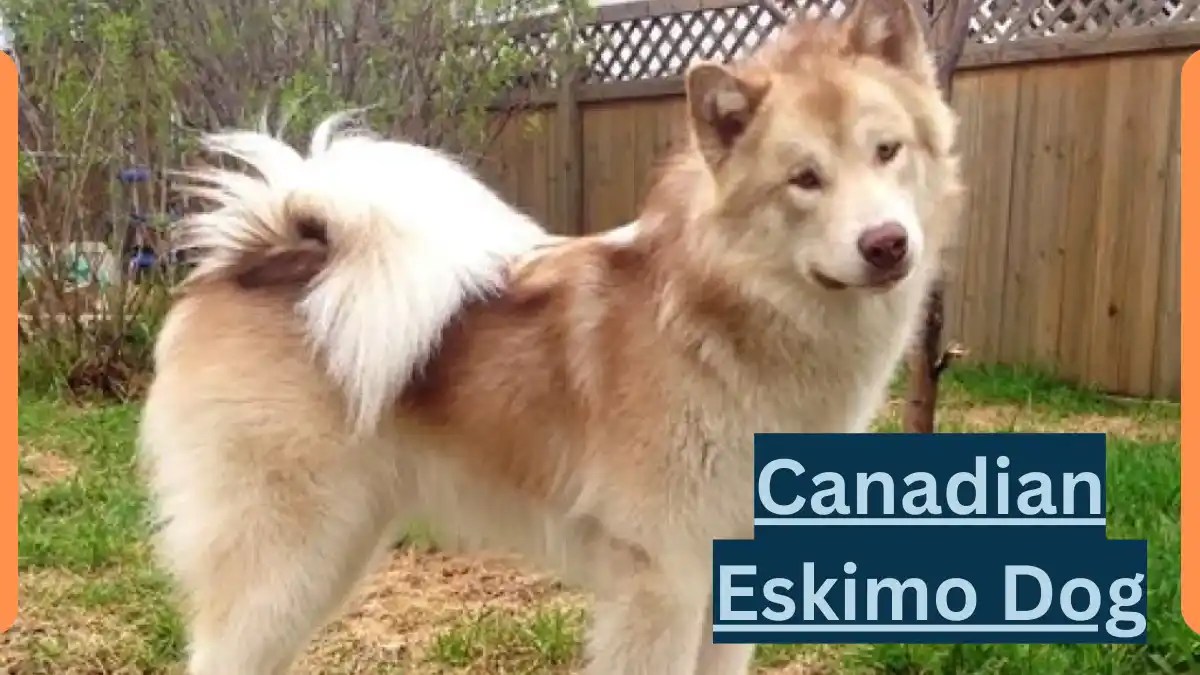 Canadian Eskimo Dog Classification, Appearance, Habitat, and Facts