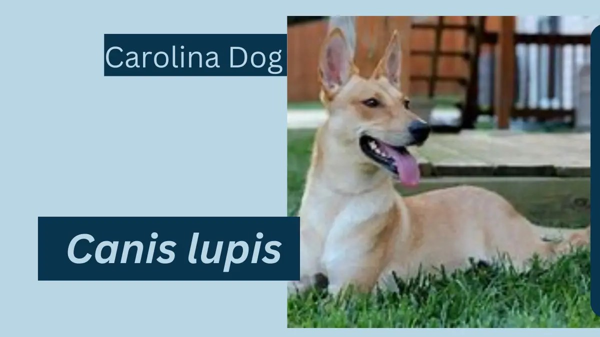 Carolina Dog Animal Facts