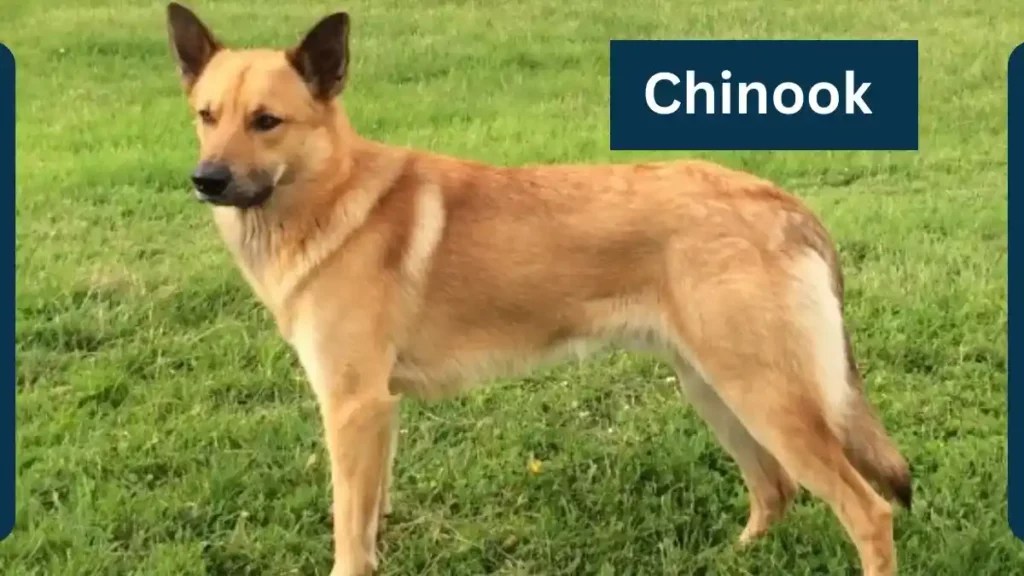 Chinook Classification, Appearance, Habitat, and Facts