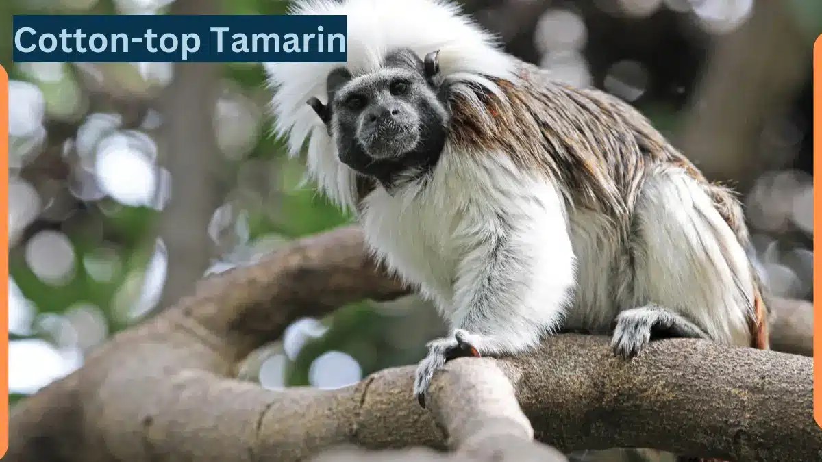Cottontop Tamarin Complete Guide Saguinus oedipus