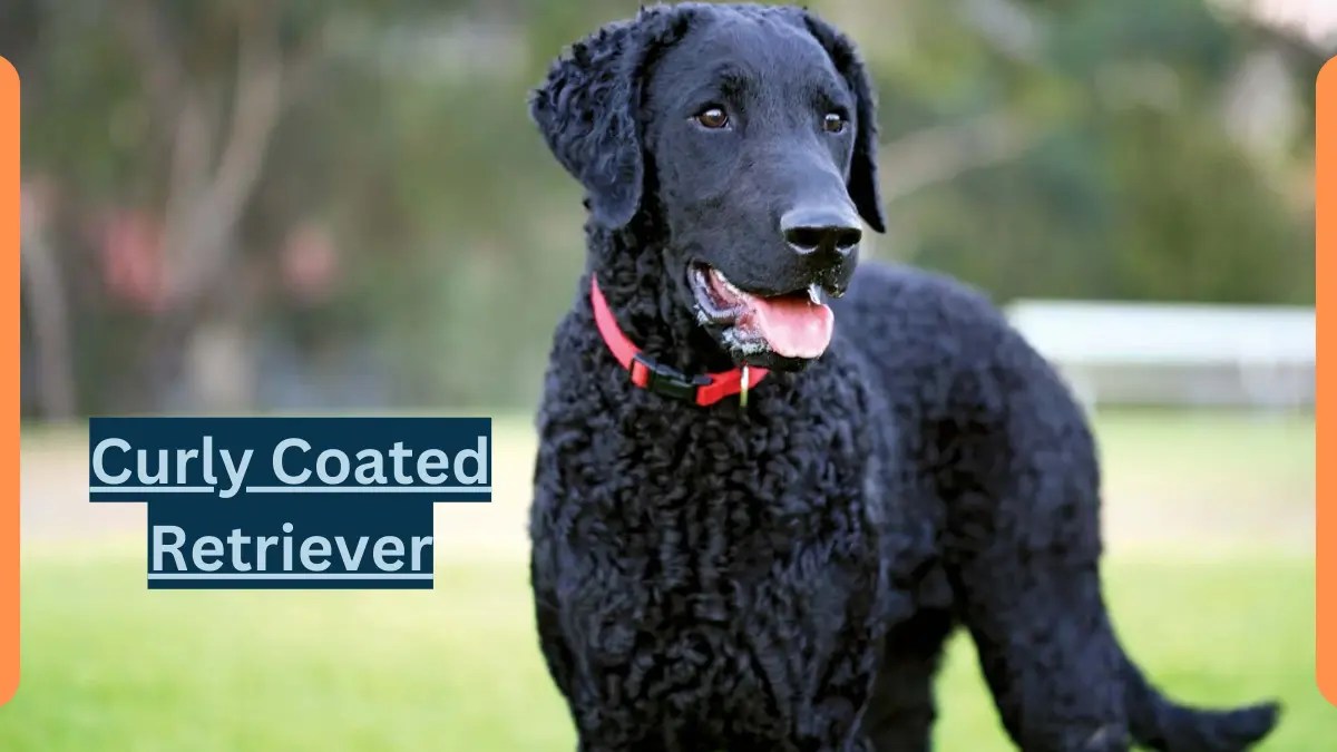 Curly Coated Retriever Classification, Appearance, Habitat, and Facts