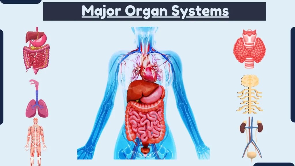 11 Major Organ Systems