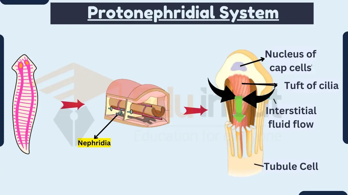 Protonephridial SystemAnatomy, Types, Functioning, and Disadvantages