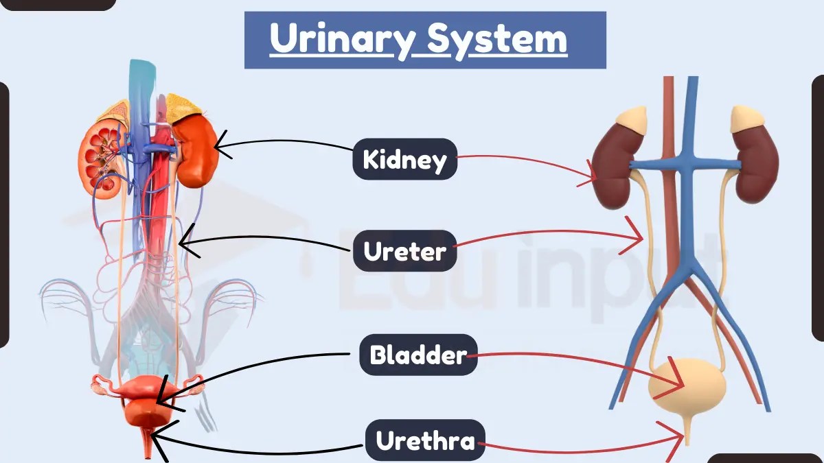 Urinary System Anatomy, Types, Functions, and Operations