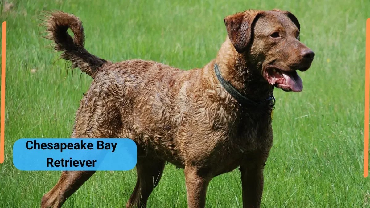 Chesapeake Bay Retriever Classification, Appearance, Habitat, and Facts