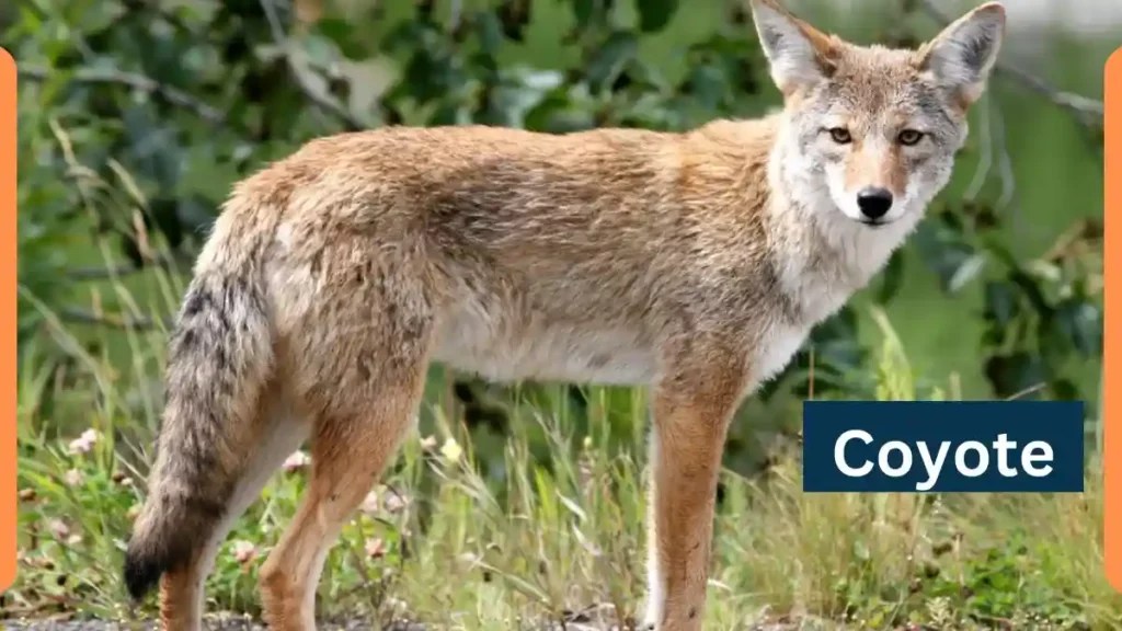CoyoteClassification, Appearance, Habitat, and Facts