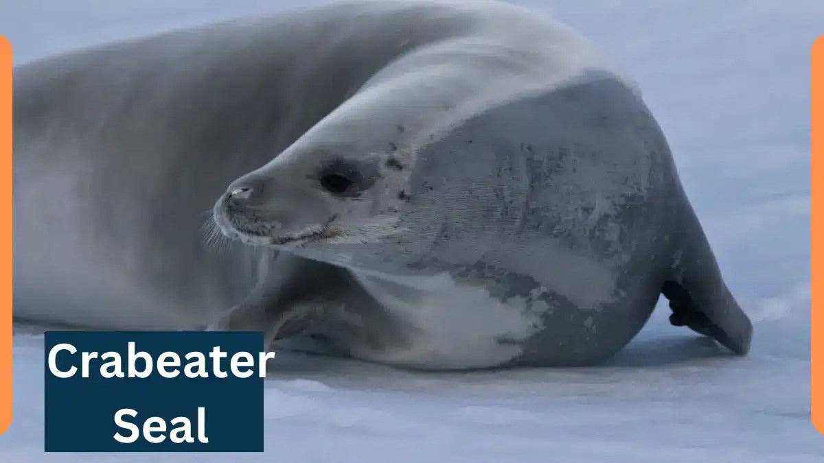 Crabeater SealClassification, Appearance, Habitat, and Facts