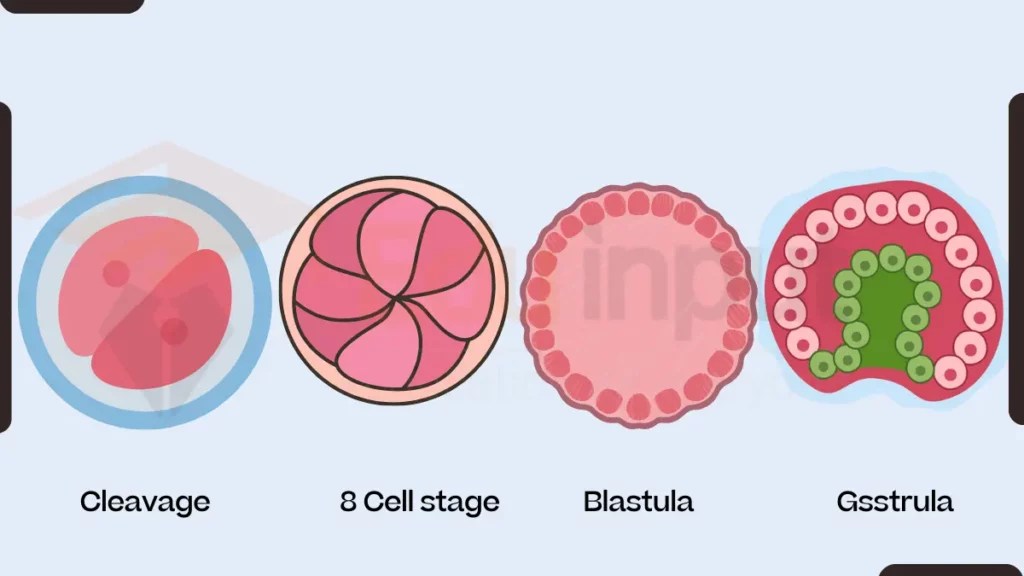 ZygoteDefinition, Formation, and Development in Animals & Plants