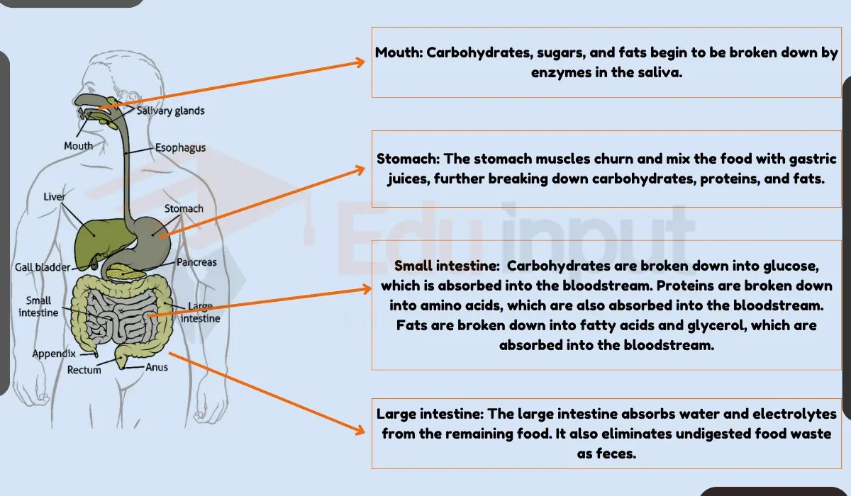 Absorption Of Digested Food How is it Absorbed In Our Body?