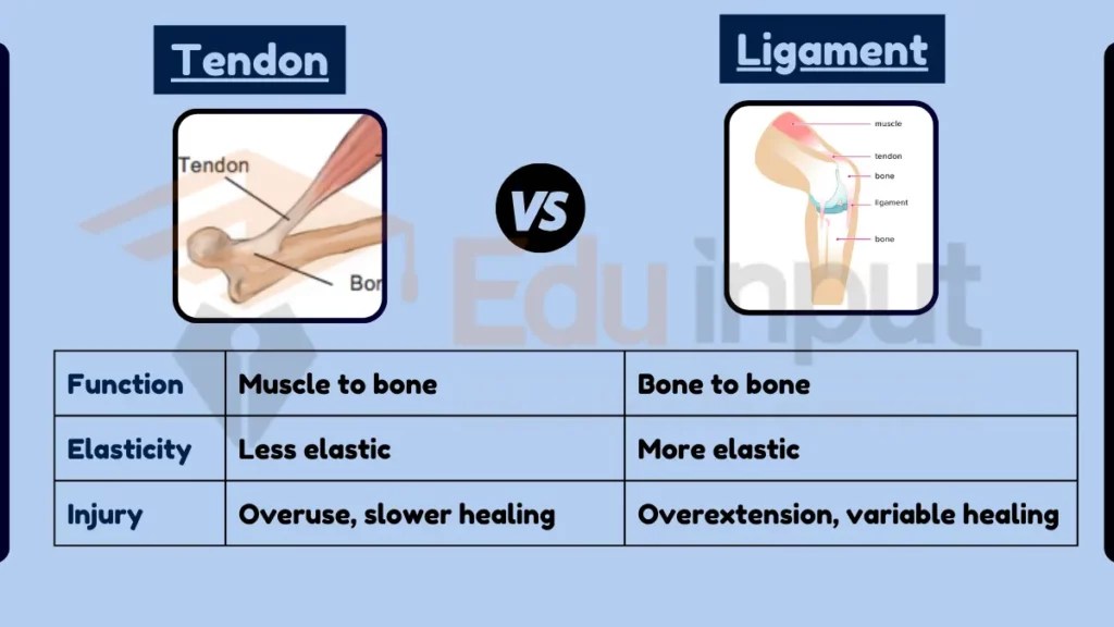 Difference Between Tendon and Ligament