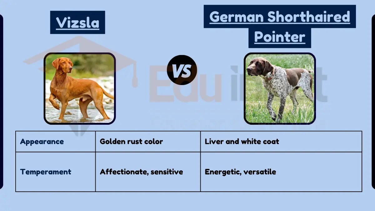 Difference Between Vizsla and German Shorthaired Pointer