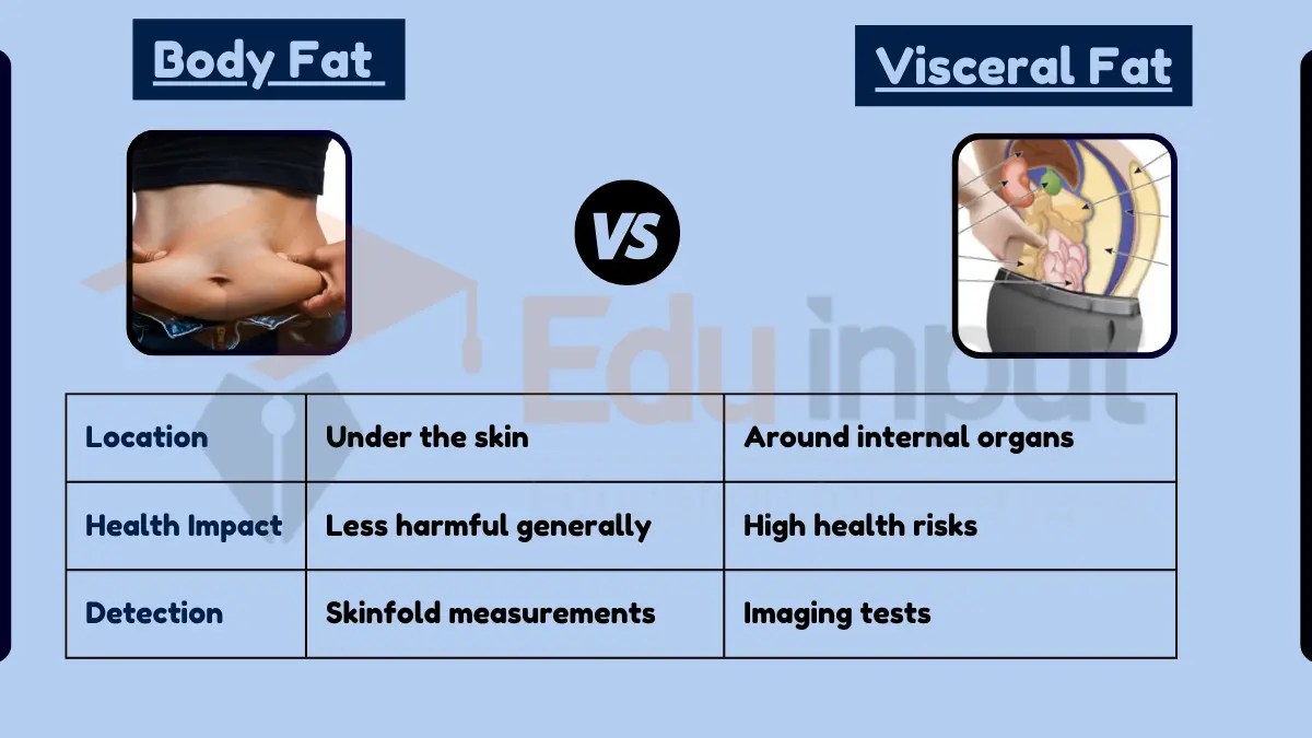 What is the Difference Between Body Fat and Visceral Fat?