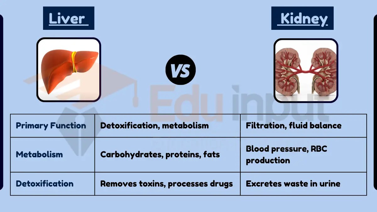 Difference Between Liver and Kidney Function