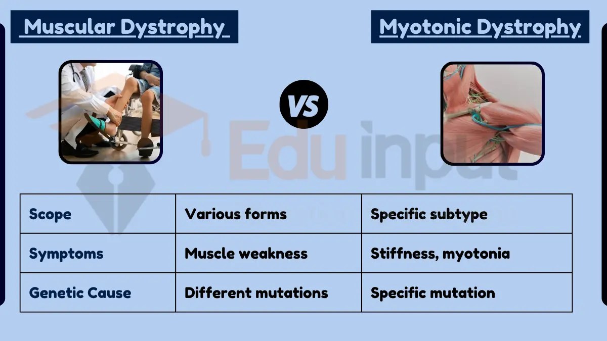Difference Between Muscular Dystrophy and Myotonic Dystrophy