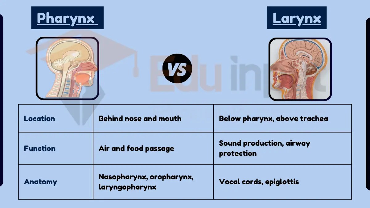 Difference Between Pharynx and Larynx