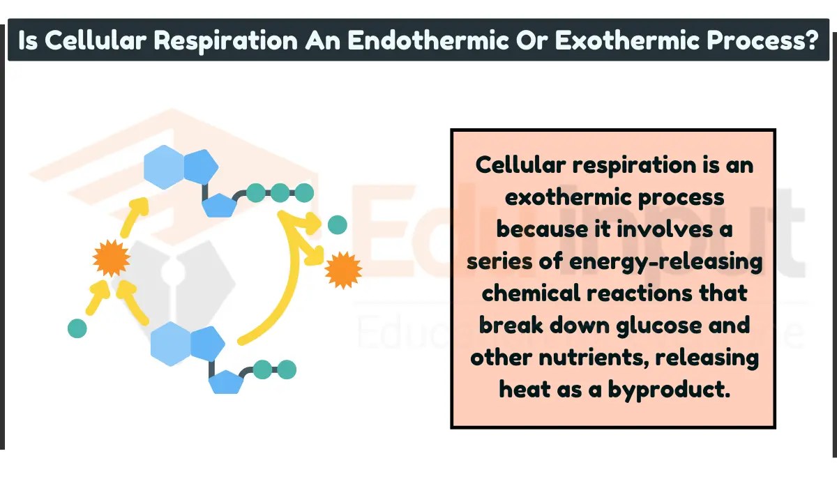 Is Cellular Respiration An Endothermic Or Exothermic Process?
