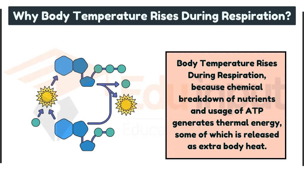 Why Body Temperature Rises During Respiration?