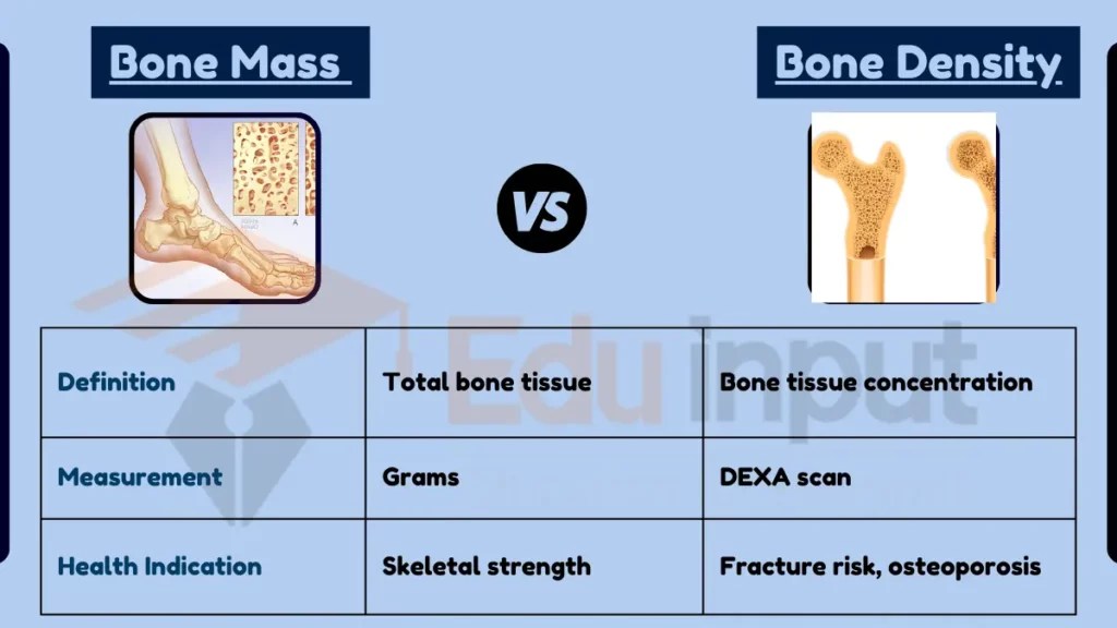 Difference Between Bone Mass and Bone Density