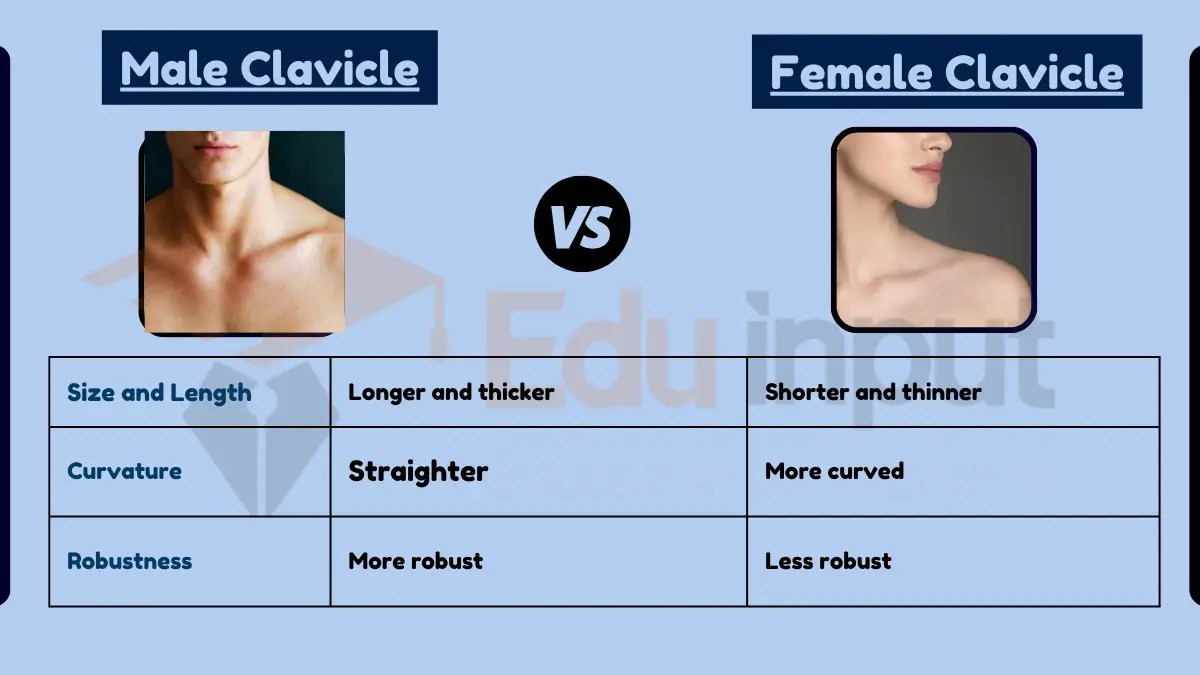 Difference Between Male and Female Clavicle