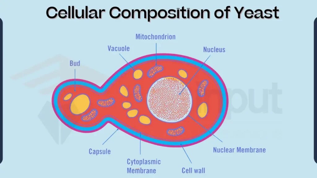 Yeast Cell Structure