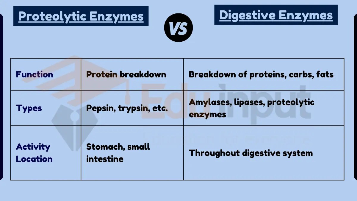Difference Between Proteolytic Enzymes and Digestive Enzymes