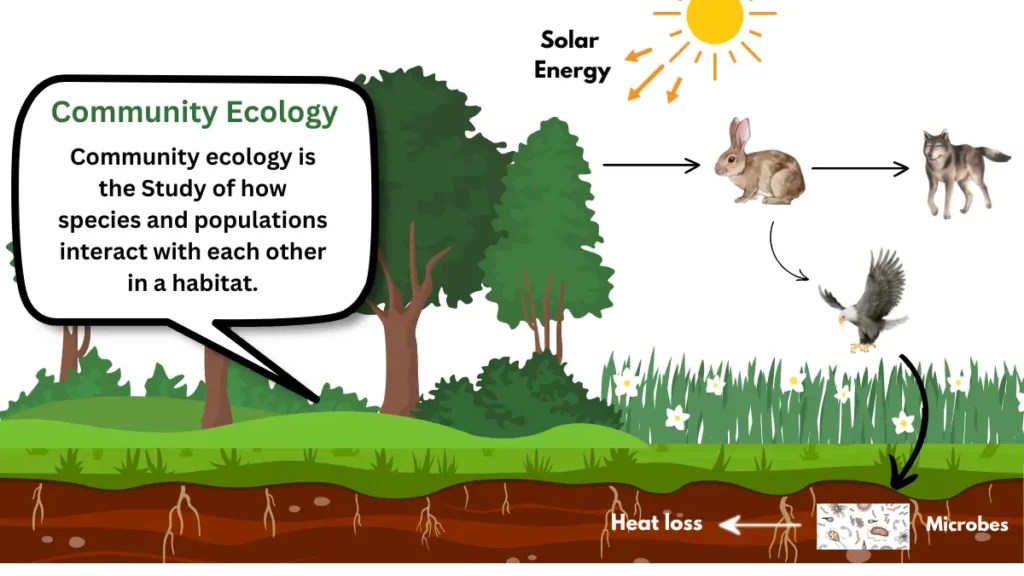 Community EcologyCharacteristics, Examples and Key concepts