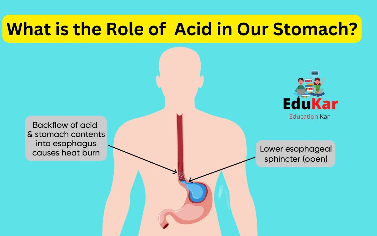What is the Role of Acid in Our Stomach? Edukar India