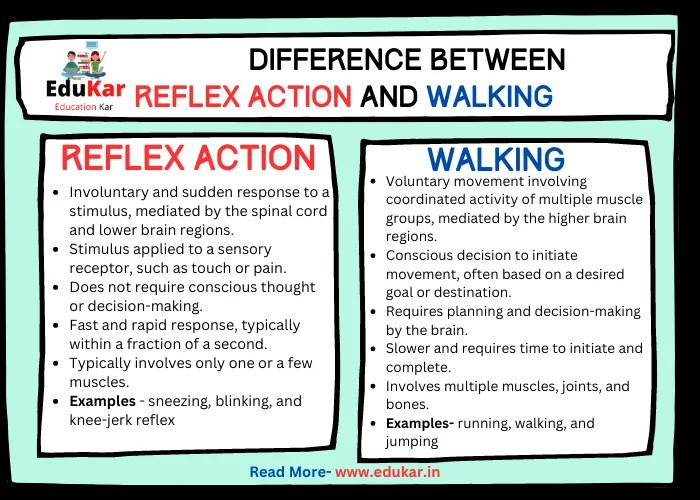 Difference Between Reflex Action and Walking Edukar India