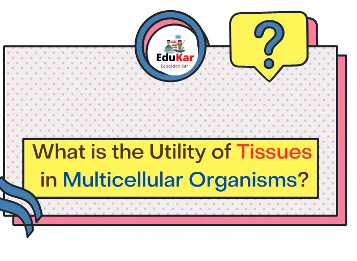 What is the Utility of Tissues in Multicellular Organisms? Edukar India