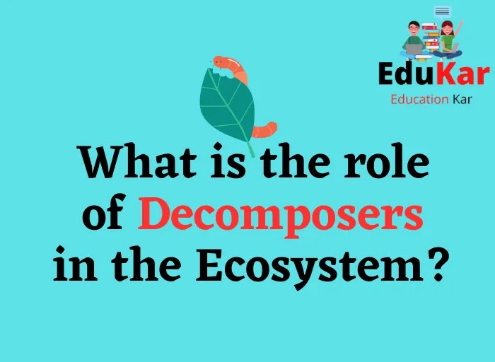 What is the role of in the Ecosystem? Edukar India