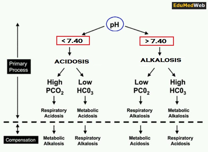 ABG Interpretation In 4 Easy Steps EduMed