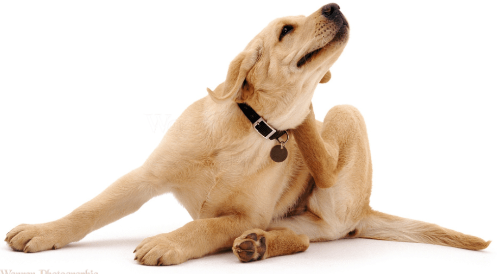 Diatomaceous Earth For Dogs? Benefits & Uses Explained