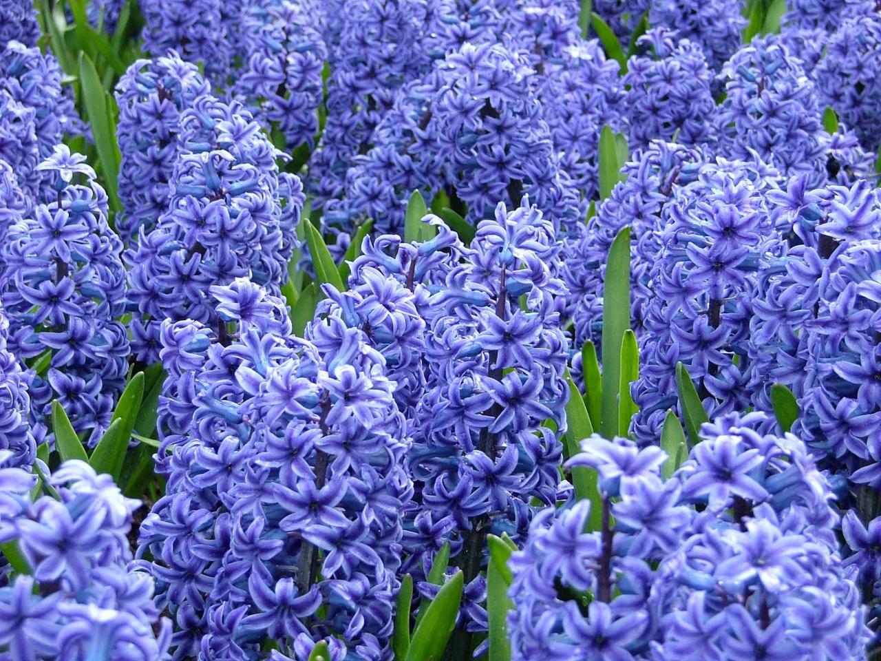 Hyacinth Flower Facts, Uses, Cultivation, Botany, Historical