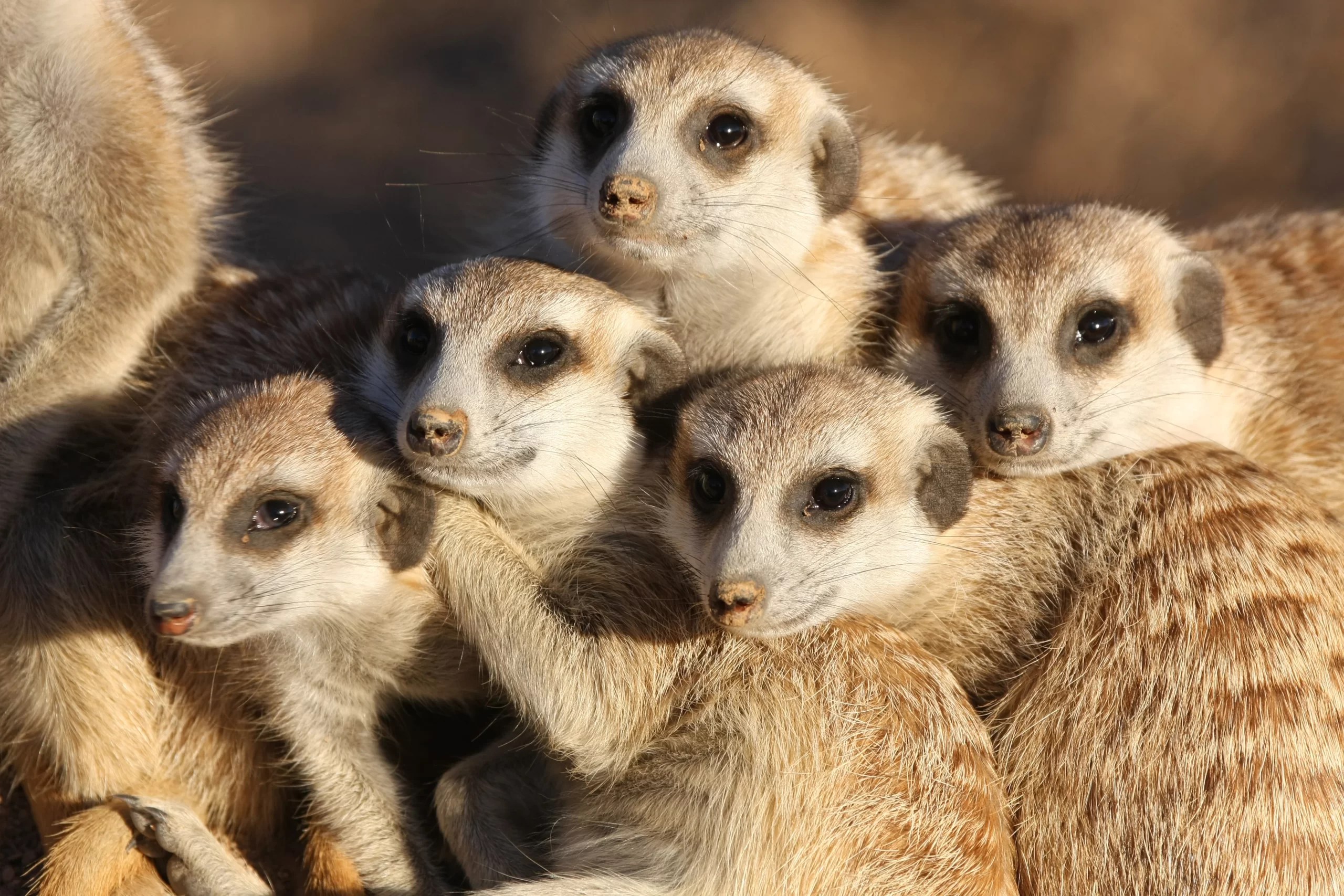 Meerkat Facts, FAQs, Behaviour, Habitat And Conservation Study Notes