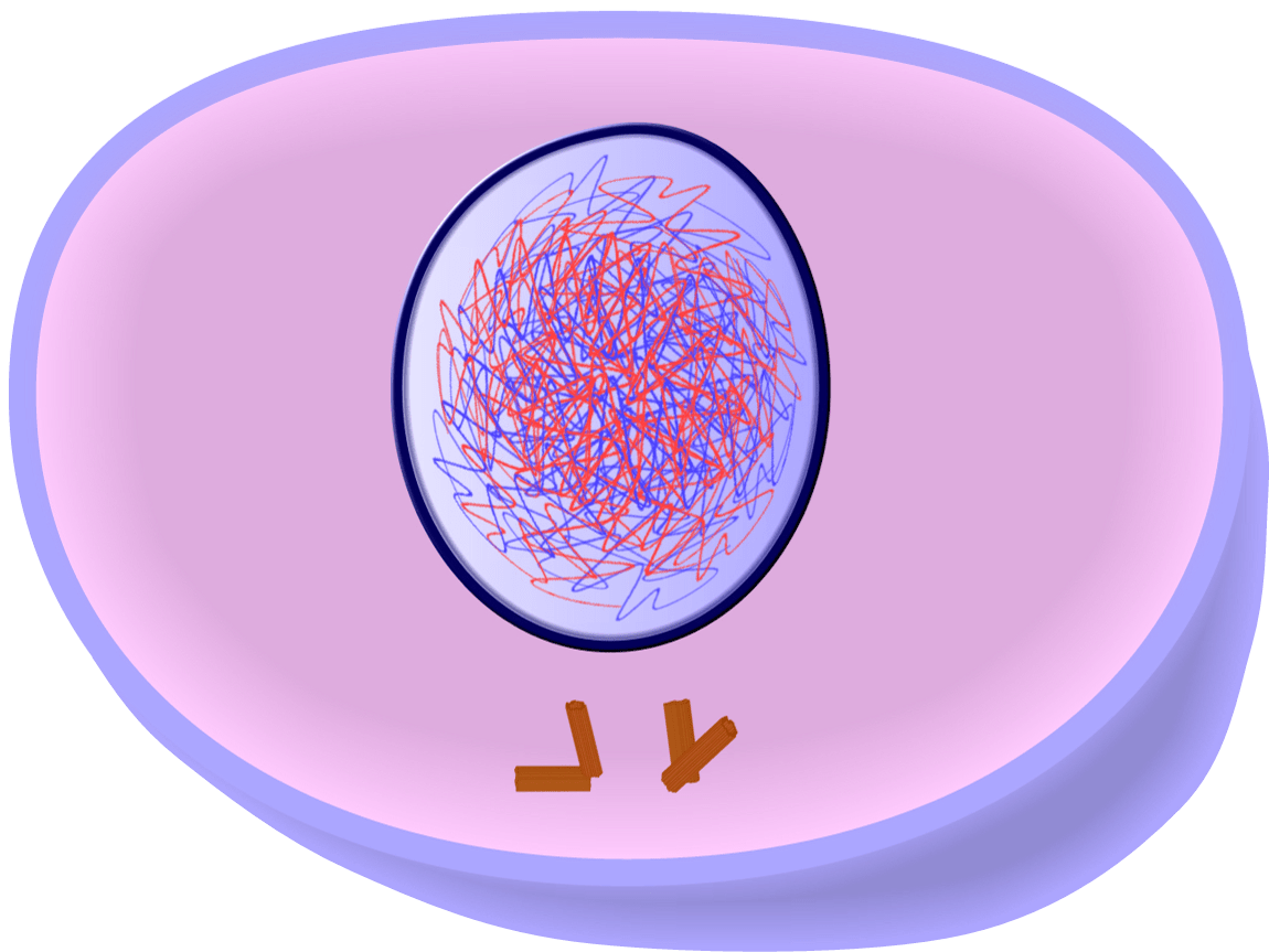 EduPic Cell Drawings