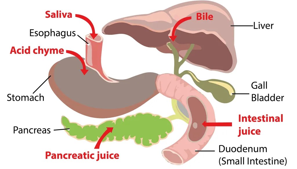 Chemical Digestion Digestion of Food Additional Study Material for