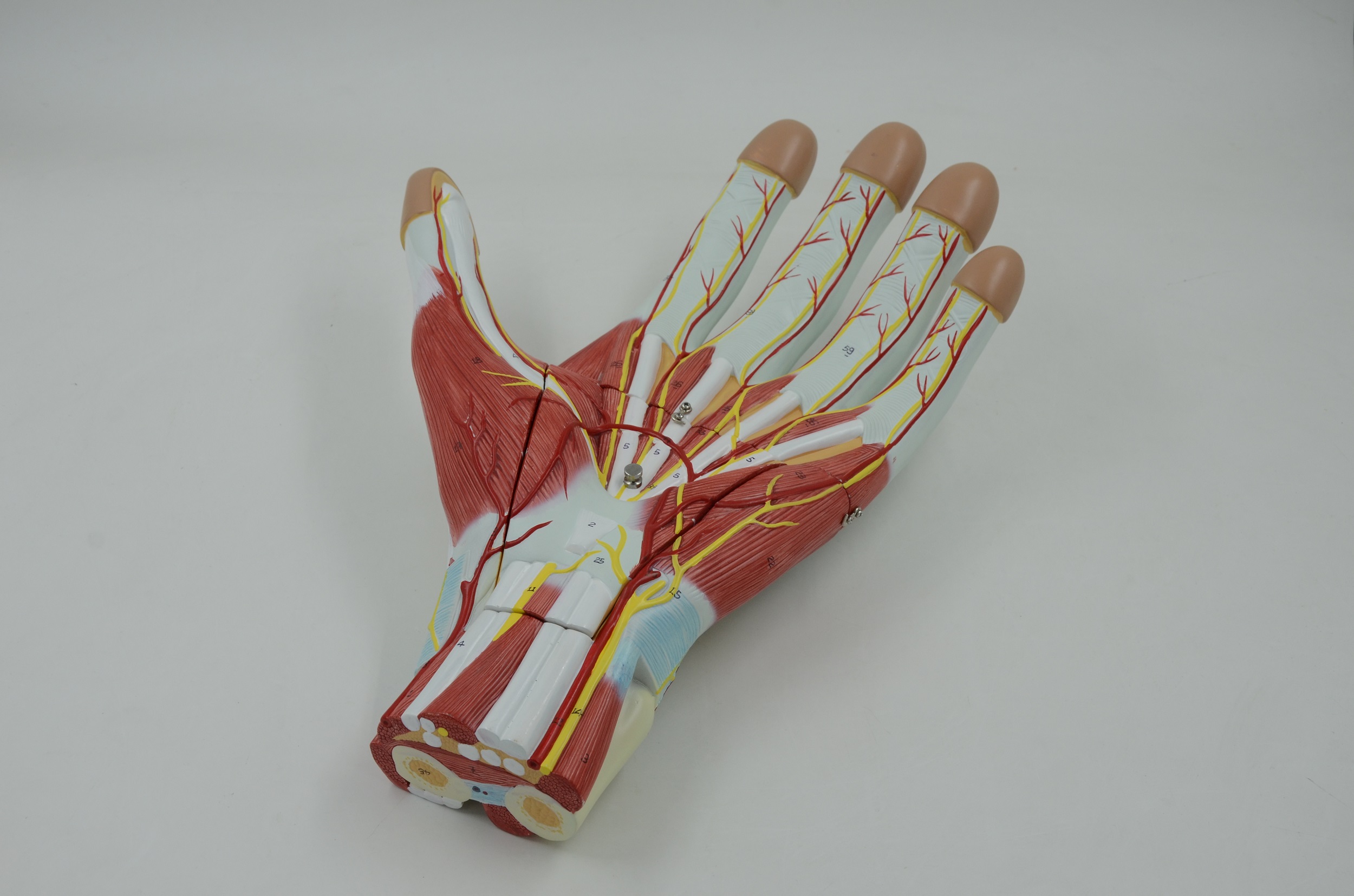 ANATOMY OF THE HAND MODEL 3PARTS Eduscience