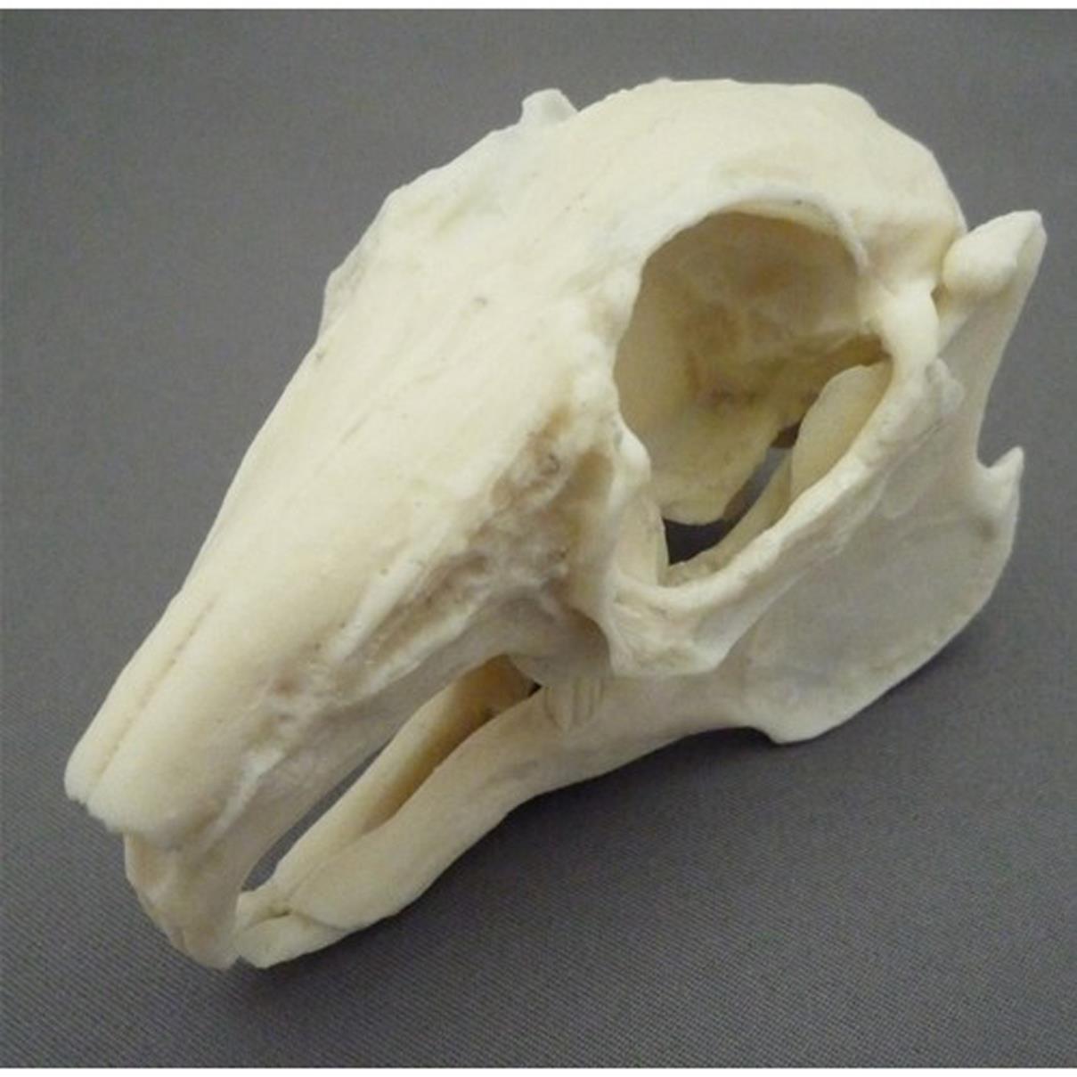 RABBIT SKULL , PLASTIC Eduscience Video Gallery
